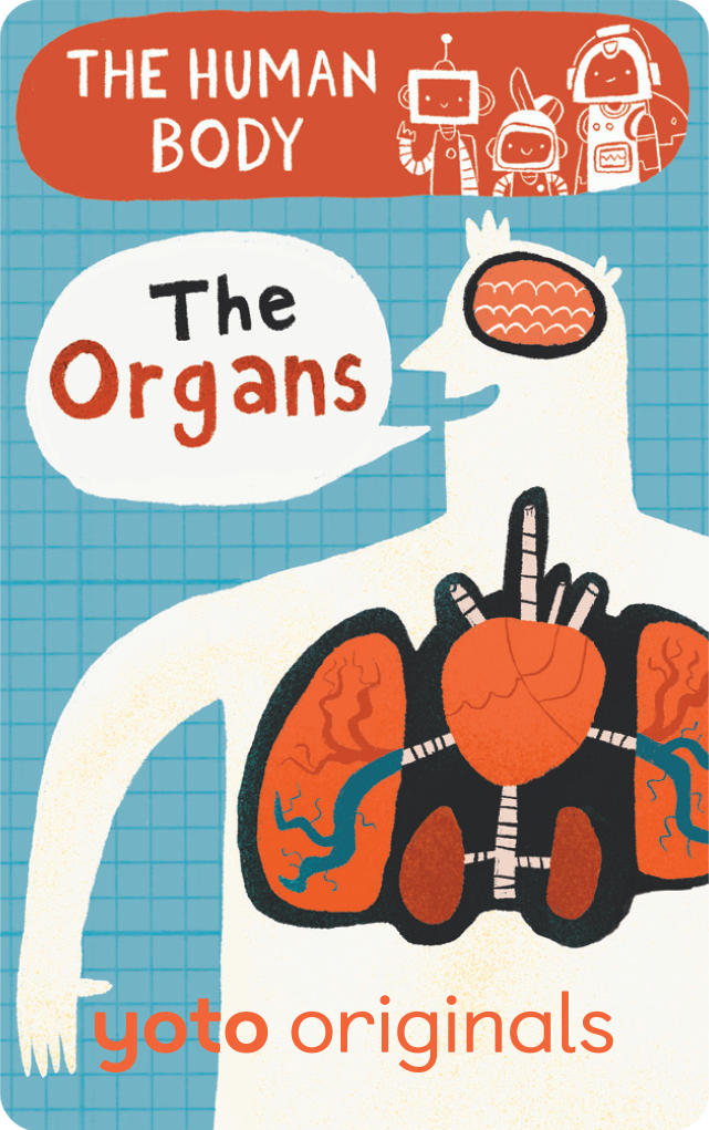 internal organs of human body images